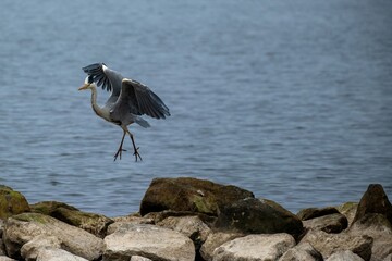 gray heron in flight at the north sea
