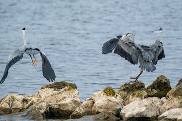 gray heron in flight at the north sea