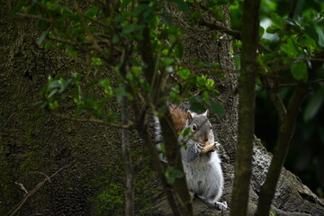 squirrel eating peanut secretly behind branch
