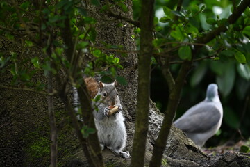 squirrel eating peanut secretly behind branch