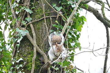 Fototapeta premium squirrel on tree