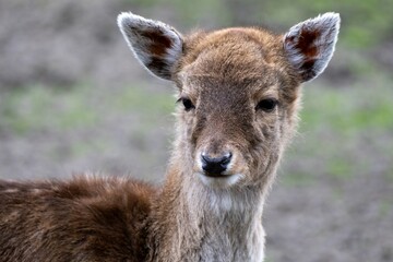 Fototapeta premium Portrait of a young fallow deer