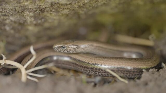 Slow worm lizard slowly moves across the ground under a large rock