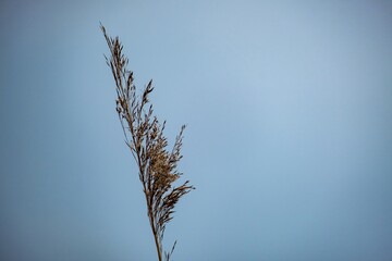 flower of reed canary grass