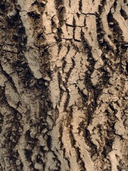 bark of a tree
