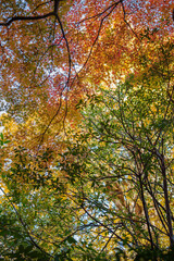 東京赤坂にある氷川神社の美しい秋の境内