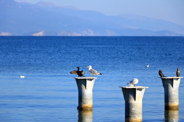 cormorant birds an gulls at the Ohrid lake in Albania - obrazy, fototapety, plakaty