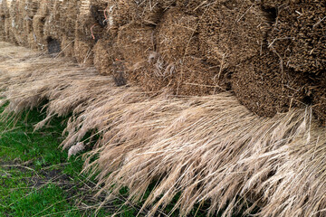 bundle of harvested reed canary grass