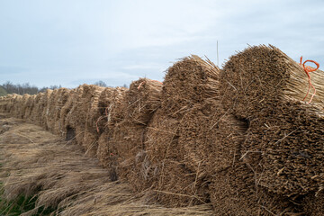 bundle of harvested reed canary grass