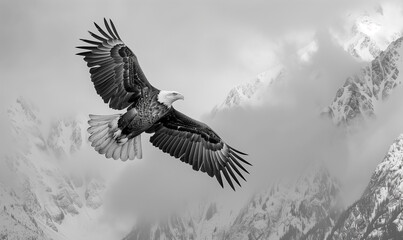 Obraz premium A bald eagle spreads it wings and soars high above the snow-capped mountains near Homer, Alaska on the Kenai Peninsula. 
