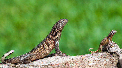 Lizard reproduction, grown and baby animals