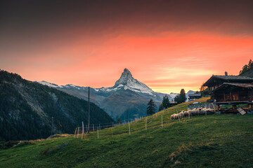 Matterhorn mountain with Valais blacknose sheep and wooden chalet on hill in the sunset at Findeln,...