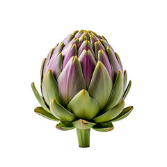 Fototapeta premium artichoke isolated on white background
