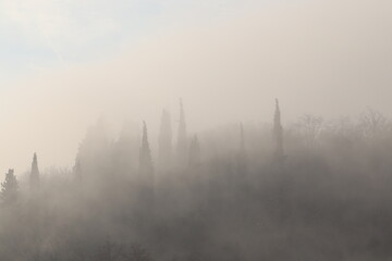 panorama con cipressi e nebbia in inverno