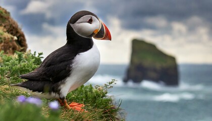 puffin on a cliff