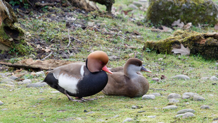  (Netta rufina) Red-crested pochards, male, rounded orange head, red bill and black breast...
