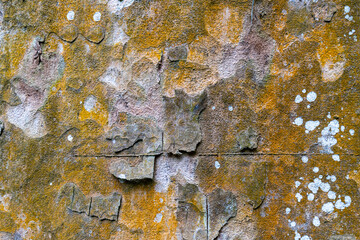 tree bark surface texture, Abstract on tree bark surface, natural tree surface background, arts in the natural tree.