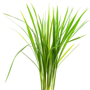 Lemon Grass, transparent background, isolated image, generative AI