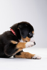 Entlebucher Mountain Dog puppy on a white background in the studio