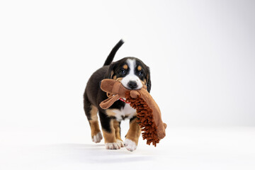 Entlebucher Mountain Dog puppy on a white background in the studio