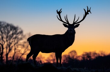 Silhouette of a majestic stag standing in the grass, trees on either side, low angle shot, golden hour lighting, backlit, sunset