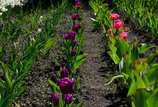 flowered tulips, planting of bulb tulips of various colors