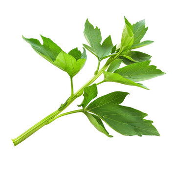 Lovage, transparent background, isolated image, generative AI