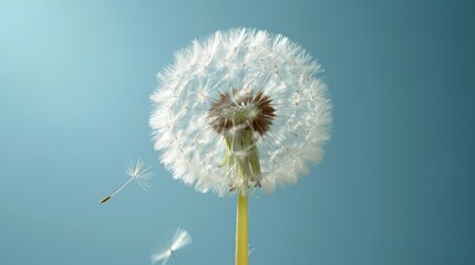  A dandelion blows in the wind on a sunny day, with a blue sky as the background