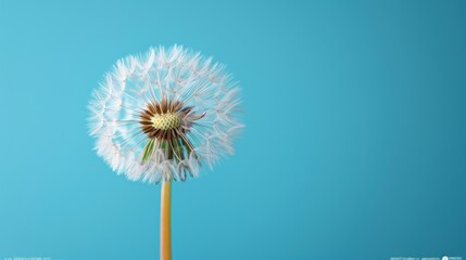  Close-up photograph of a dandelion on a blue backdrop, featuring a droplet of water at the center