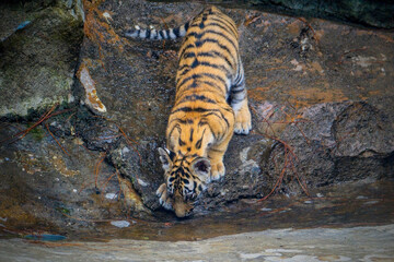 baby tiger in the zoo