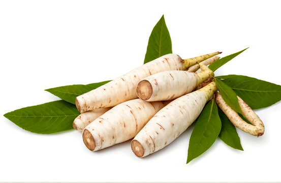 Cassava,cut out on white background