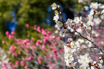 青空に映える谷保天満宮梅林の紅梅白梅（東京都国立市）