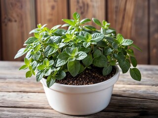 Oregano herbs growing in white pot for kitchen garden isolated on a wooden background 
