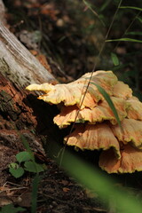 Wild mushrooms growing on the tree trunk.