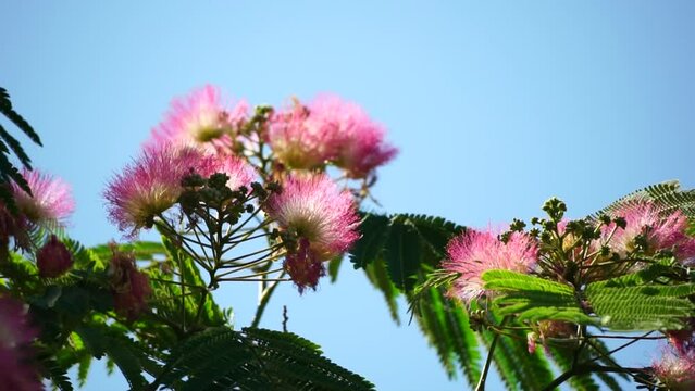 Persian silk tree Albizia julibrissin flowers resembling starbursts of pink silky threads. Pink siris, silk tree acacia Albizia julibrissin during flowering period. Close-up Slow motion