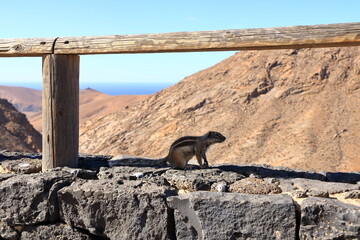 Barbary ground squirrel (Atlantoxerus getulus) sitting on a rock, Fuerteventura, Canary Islands, Spain
