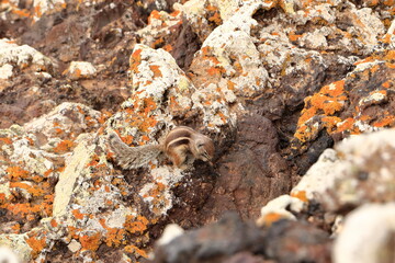 Curious barbary ground squirrel at volcano caldera Calderon Hondo, Fuerteventura, Atlantoxerus getulus