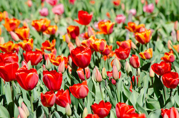 blooming tulips, planting of deep red bulb tulips