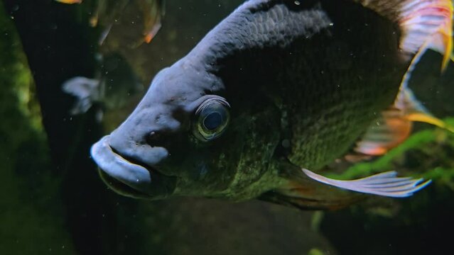 Close view of an african black fin cichlid fish floating underwater