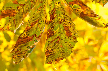 Kastanienblatt im sonnigen Herbst
