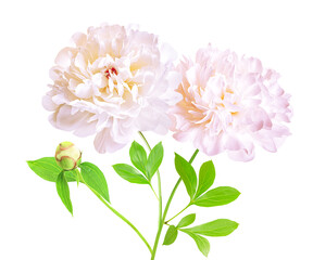 Two isolated white peony flower with stem and leaves. White peony flower isolated. Working path saved.