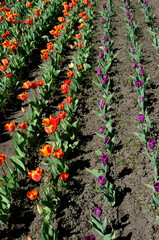 Fototapeta na wymiar planting tulips of different colors, tulips in bloom.