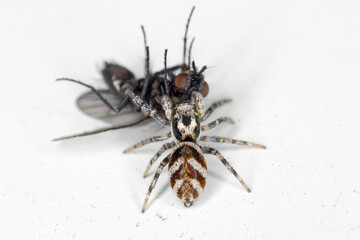 A jumping spider (Salticus scenicus) with a hunted fly on the windowsill.