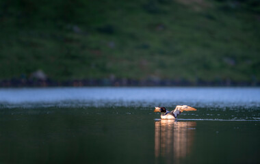 Black-throated loon, Ice diver, arctic loon or black-throated loon (Gavia arctica) swims in a lake in spring.