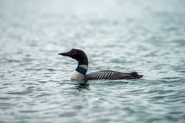 Black-throated loon, Ice diver, arctic loon or black-throated loon (Gavia arctica) swims in a lake...