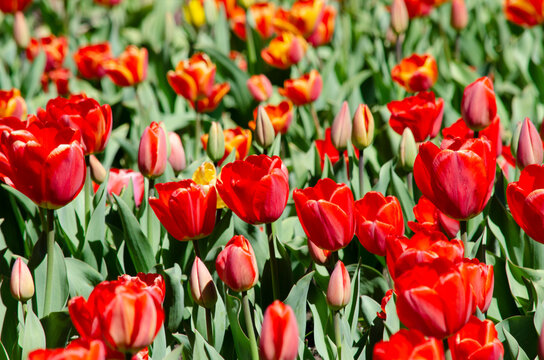 blooming tulips, planting of deep red bulb tulips