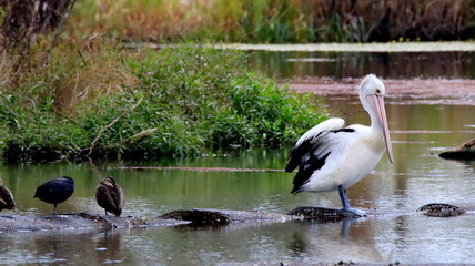 Australian pelican with other birds in a wetland. Shepparton, Australia
