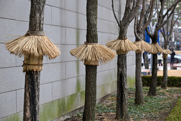 Street tree fences made of rice straw block cold winter winds, maintain warmth, and attract wintering pests.