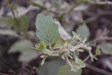 eggplant plant