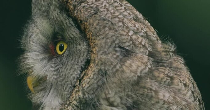 Great grey owl (Strix nebulosa) close-up.